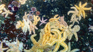 Contro l'obesità un ormone antifame che ha 500 milioni di anni