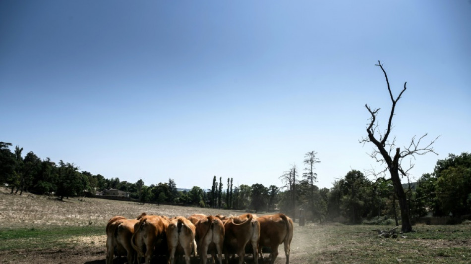 Un estudio revela cómo los humanos influyeron en el tamaño de los animales domésticos y salvajes