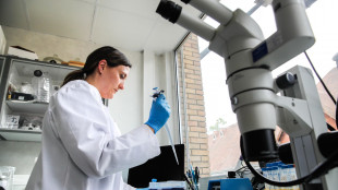 Dallo sperma di maiale navette per trasportare farmaci antitumorali