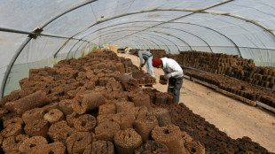 Alternative au bois, une start-up tunisienne transforme les grignons d'olives en énergie