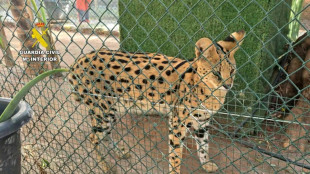 Desmantelan un zoo ilegal en España con lemures, servales y otros animales protegidos