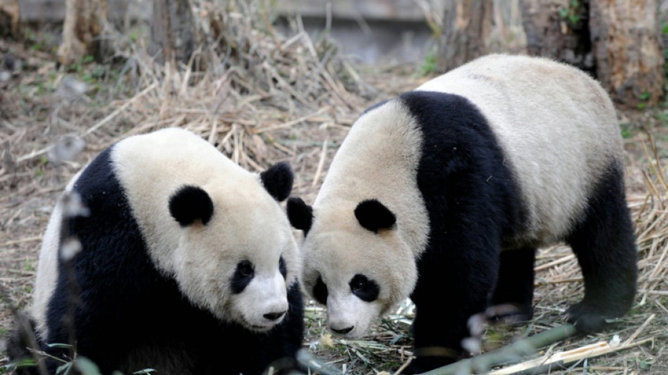 Mort du panda Tuan Tuan offert par la Chine &agrave; Ta&iuml;wan