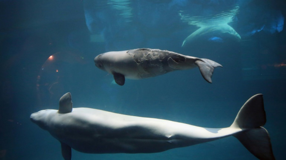 Un animal marin observ&eacute; dans la Seine: il s'agirait d'un b&eacute;luga