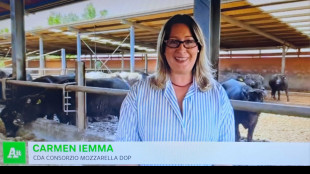 'Mozzarella di bufala campana unico modello solido creato dalla filiera bufalina'