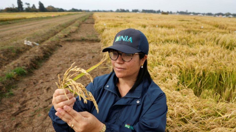 Chile desarrolla un arroz resistente capaz de adaptarse al cambio clim&aacute;tico