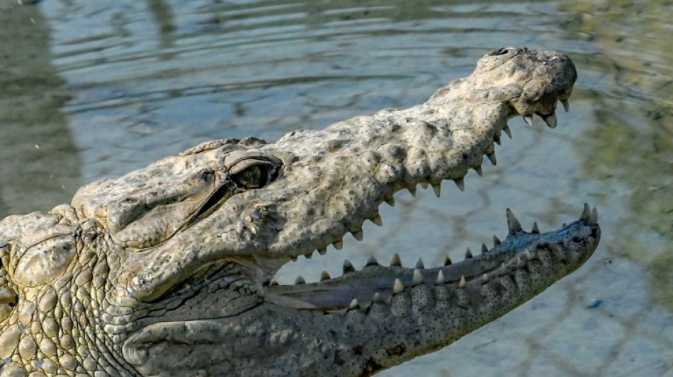 Paket aus China: Zoll in Niedersachsen beschlagnahmt Handtasche aus Krokodilleder