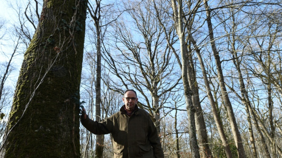 Une "ligne d'urgence" contre le pillage des forêts privées en France
