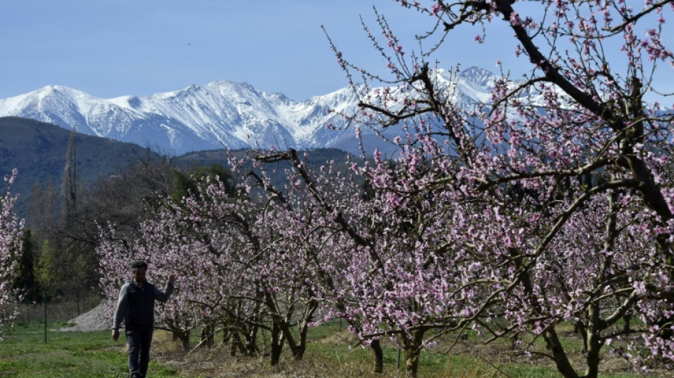 Angoisse d'un printemps &agrave; sec pour les agriculteurs des Pyr&eacute;n&eacute;es-Orientales