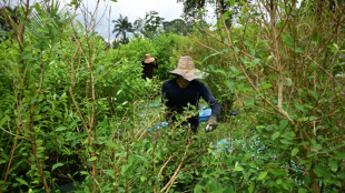 Produ&ccedil;&atilde;o de coca&iacute;na bate recorde hist&oacute;rico na Col&ocirc;mbia