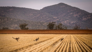 Australia says wheat crop set to plunge