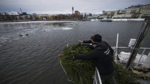 En Su&egrave;de, les sapins de No&euml;l offerts aux poissons
