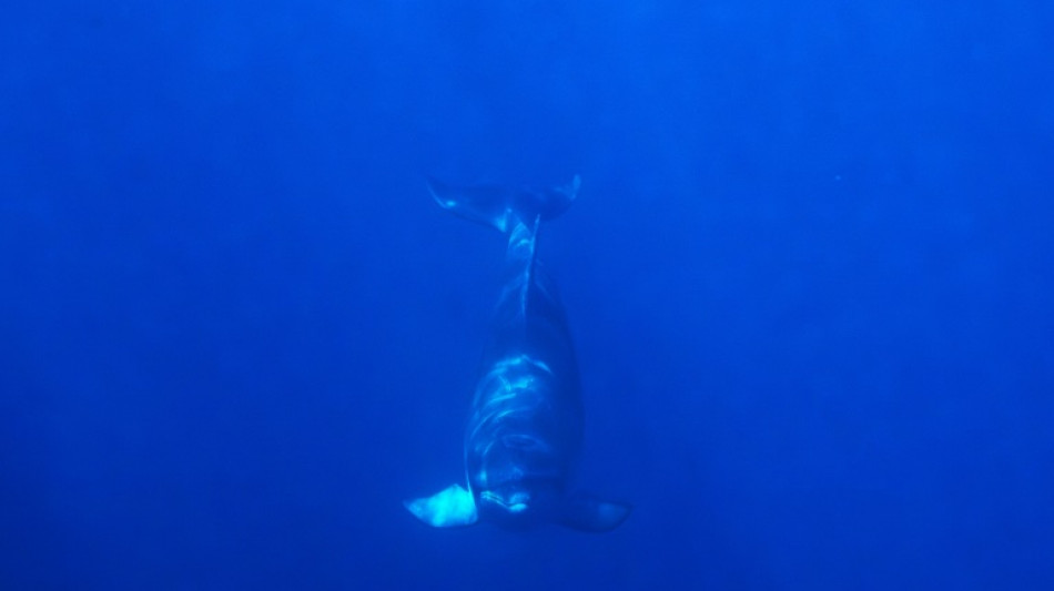 Trump veut ouvrir l'extraction mini&egrave;re sous-marine en eaux internationales, un coup de force