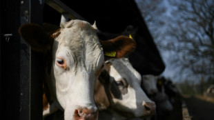 UK law to ban live animal exports clears parliament