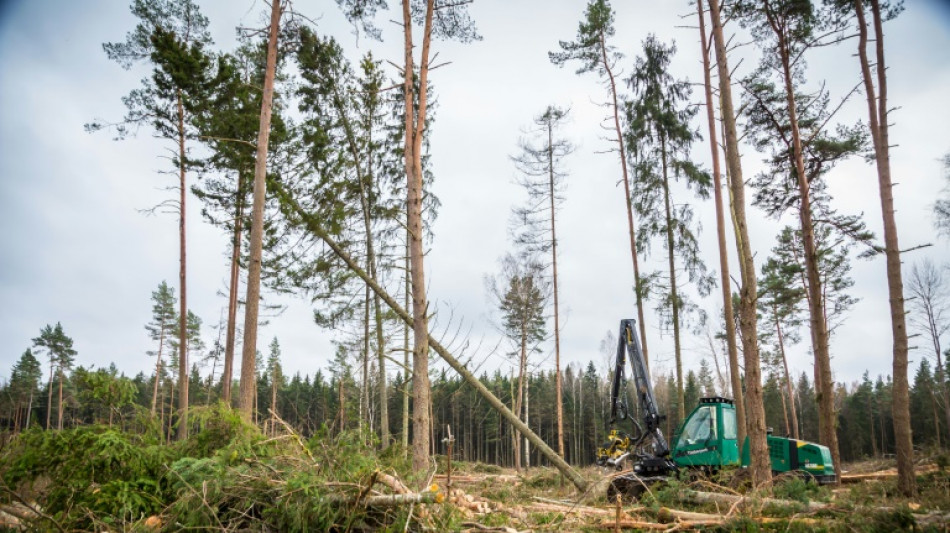 Erzeugerpreise f&uuml;r Rohholz erstmals seit 2015 gestiegen
