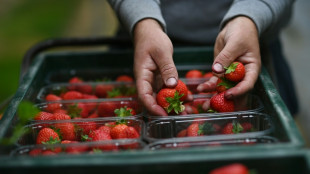 Au Royaume-Uni, l'ensoleillement record donne une récolte de fraises exceptionnelle
