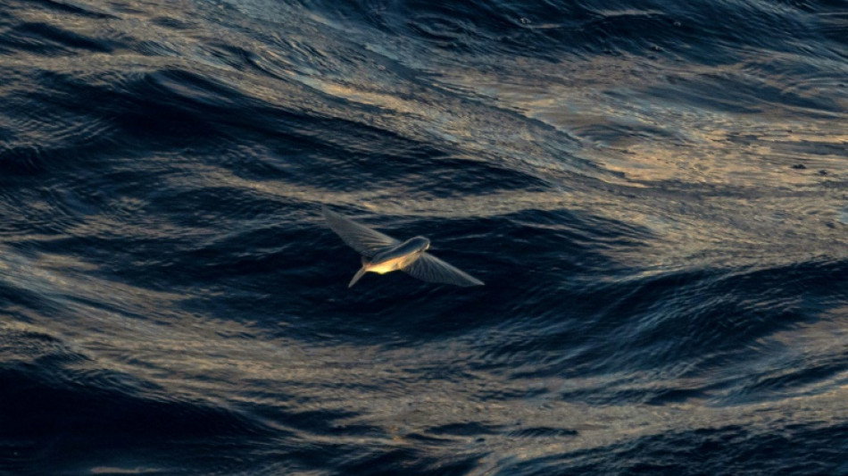 What is the high seas treaty?