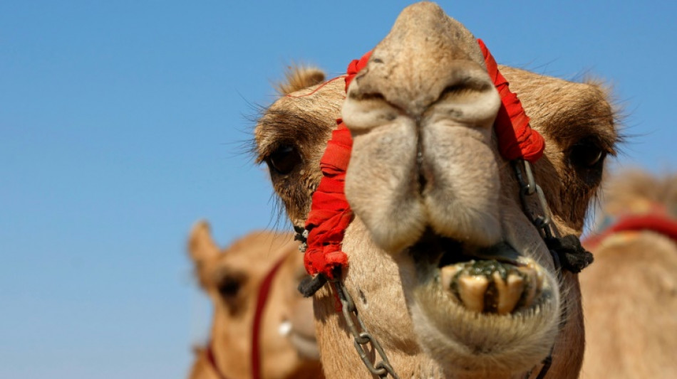 Vier Kamele büxen in Baden-Württemberg nachts aus Zirkus aus