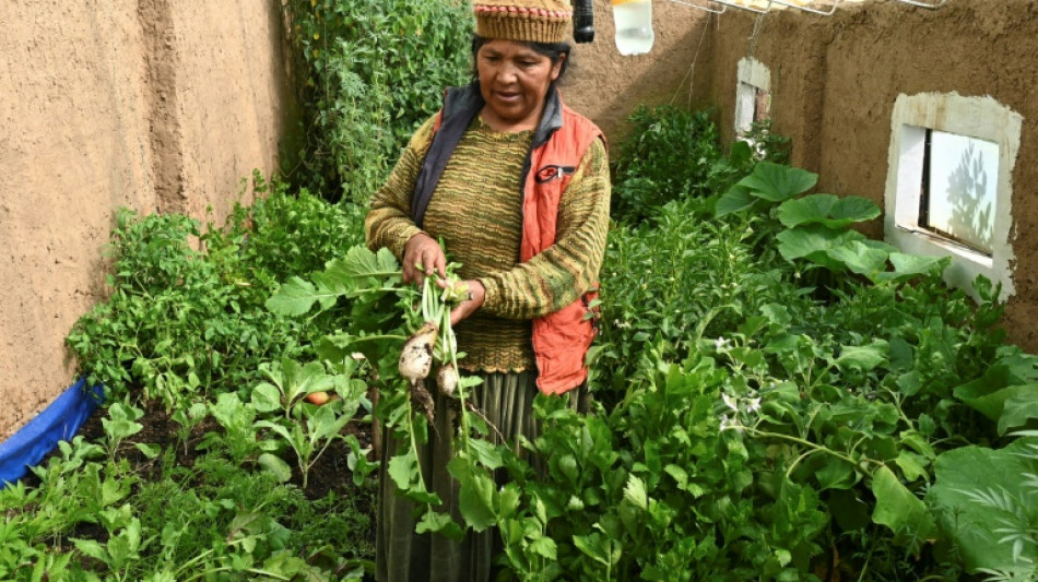 Mujeres en Bolivia combaten la pobreza con huertos dom&eacute;sticos org&aacute;nicos