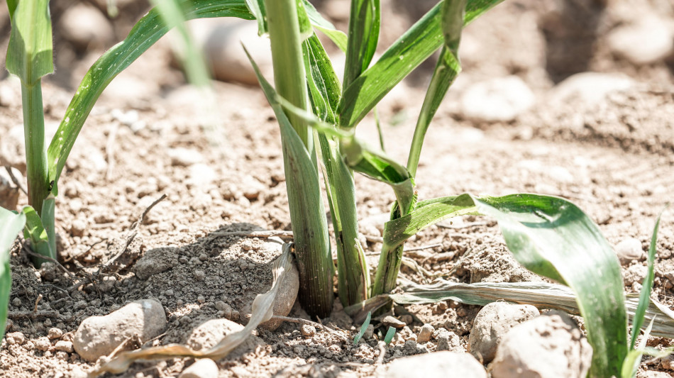 &Egrave; nei geni l'arma delle piante contro la mancanza di ossigeno
