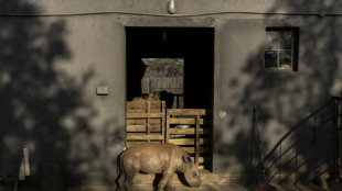 Rhino orphans get new South African home

&nbsp;
