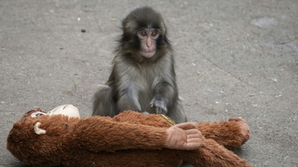 Jap&oacute;n arresta a dos estadounidenses por intentar acercarse al macaco Punch