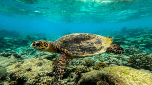 Oceans feel the heat from human climate pollution 