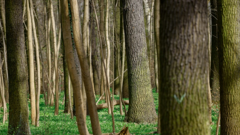 Dans le Brandebourg, des "nez" &eacute;lectroniques pour lutter contre les feux de for&ecirc;t