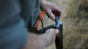 La chasse à la tourterelle des bois de nouveau autorisée en France