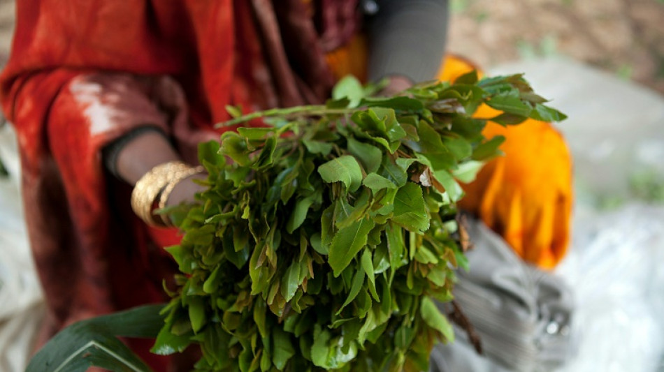 Le khat, stup&eacute;fiant &agrave; m&acirc;cher, niche d'un trafic international 