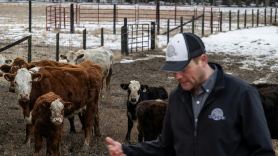 US cattle farmers caught between high costs and weary consumers